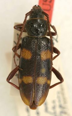 Semanotus japonicus posticeinterruptus by the Smithsonian. Used under a CC0 license.