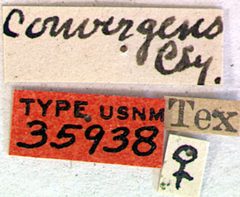 Smodicum convergens by the Smithsonian. Used under a CC0 license.