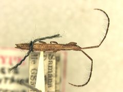 Spalacopsis (Euthuorus) filum brevialatum by the Smithsonian. Used under a CC0 license.