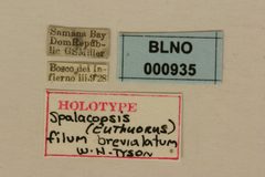 Spalacopsis (Euthuorus) filum brevialatum by the Smithsonian. Used under a CC0 license.