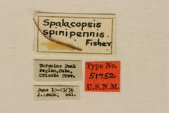 Spalacopsis spinipennis by the Smithsonian. Used under a CC0 license.
