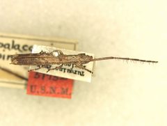 Spalacopsis spinipennis by the Smithsonian. Used under a CC0 license.