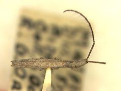 Spalacopsis (Spalacopsis) unicolor by the Smithsonian. Used under a CC0 license.