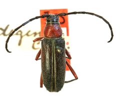 Sphaenothecus degener by the Smithsonian. Used under a CC0 license.