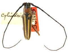 Sphaenothecus nematocera by the Smithsonian. Used under a CC0 license.