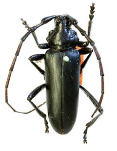 Stenaspis lugubris by the Smithsonian. Used under a CC0 license.