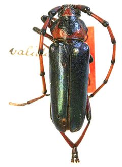 Stenaspis validicornis by the Smithsonian. Used under a CC0 license.