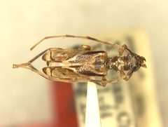 Stenhomalus complicatus by the Smithsonian. Used under a CC0 license.