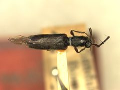 Stenhomalus sericeus by the Smithsonian. Used under a CC0 license.