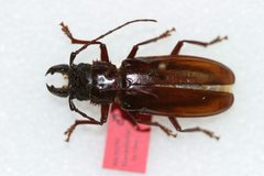 Stenodontes madericus by the Smithsonian. Used under a CC0 license.
