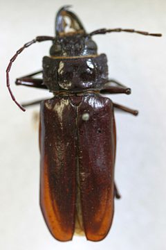 Stenodontes parallelus by the Smithsonian. Used under a CC0 license.