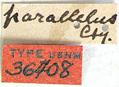 Stenodontes parallelus by the Smithsonian. Used under a CC0 license.