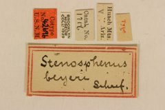 Stenosphenus beyeri by the Smithsonian. Used under a CC0 license.
