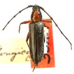Stenosphenus longicollis by the Smithsonian. Used under a CC0 license.