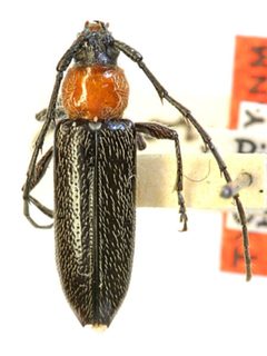 Stenosphenus pinorum by the Smithsonian. Used under a CC0 license.