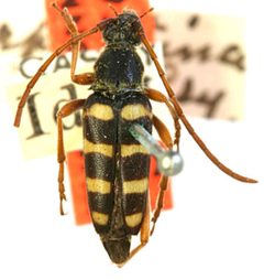 Stenostrophia serpentina by the Smithsonian. Used under a CC0 license.