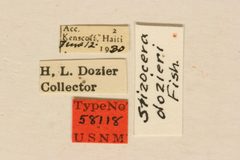 Stizocera dozieri by the Smithsonian. Used under a CC0 license.