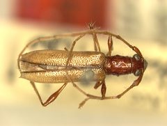 Stizocera dozieri by the Smithsonian. Used under a CC0 license.