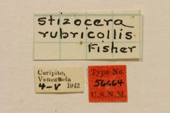 Stizocera rubricollis by the Smithsonian. Used under a CC0 license.
