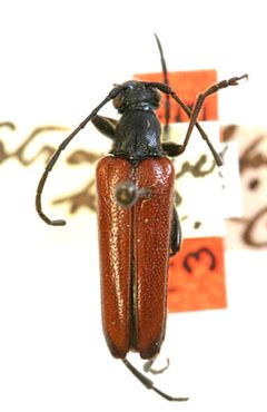 Strangalepta keeni by the Smithsonian. Used under a CC0 license.