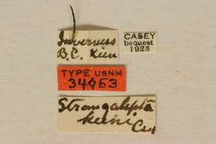 Strangalepta keeni by the Smithsonian. Used under a CC0 license.