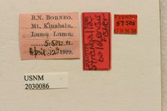Strangalia baluensis by the Smithsonian. Used under a CC0 license.
