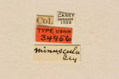 Strangalia minuscula by the Smithsonian. Used under a CC0 license.