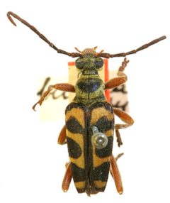 Strophiona bellina by the Smithsonian. Used under a CC0 license.