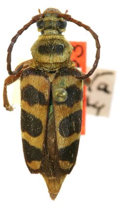 Strophiona ostenta by the Smithsonian. Used under a CC0 license.