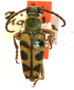 Strophiona tigrina by the Smithsonian. Used under a CC0 license.