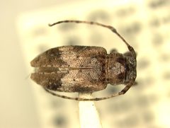 Styloleptus rhizophorae by the Smithsonian. Used under a CC0 license.