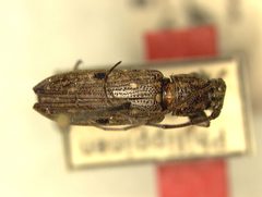 Sybra (Sybra) alternans morphotype discomaculata by the Smithsonian. Used under a CC0 license.