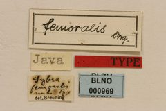 Sybra (Sybra) femoralis by the Smithsonian. Used under a CC0 license.