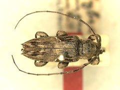 Sybra (Sybra) femoralis by the Smithsonian. Used under a CC0 license.