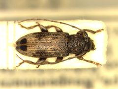 Sybra incaniformis by the Smithsonian. Used under a CC0 license.