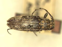 Sybra latiuscula by the Smithsonian. Used under a CC0 license.