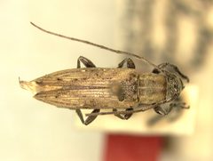 Sybra (Sybra) stramentosa by the Smithsonian. Used under a CC0 license.