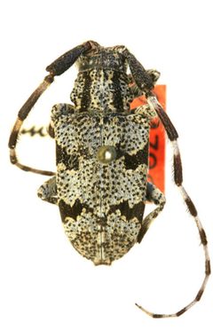 Synaphaeta annulata by the Smithsonian. Used under a CC0 license.