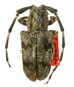 Synaphaeta humeralis by the Smithsonian. Used under a CC0 license.