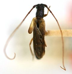 Tessaropa apicalis by the Smithsonian. Used under a CC0 license.