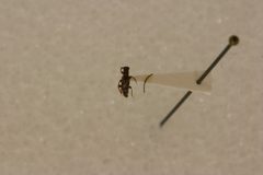 Tessaropa hispaniolae by the Smithsonian. Used under a CC0 license.