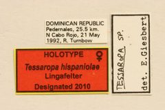 Tessaropa hispaniolae by the Smithsonian. Used under a CC0 license.