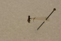 Tessaropa hispaniolae by the Smithsonian. Used under a CC0 license.