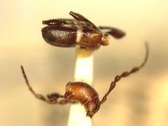Tetranodus niveicollis by the Smithsonian. Used under a CC0 license.