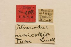 Tetranodus niveicollis by the Smithsonian. Used under a CC0 license.
