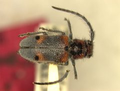 Tetraopes batesi by the Smithsonian. Used under a CC0 license.