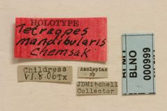 Tetraopes mandibularis by the Smithsonian. Used under a CC0 license.