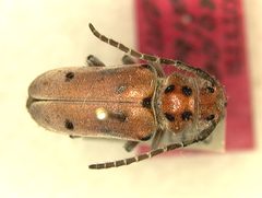 Tetraopes mandibularis by the Smithsonian. Used under a CC0 license.