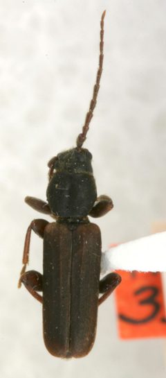 Tetropium boreale by the Smithsonian. Used under a CC0 license.