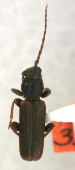 Tetropium boreale by the Smithsonian. Used under a CC0 license.